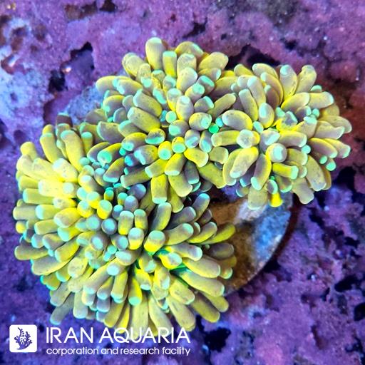 تورچ تایگر زرد ( Torch Coral )
