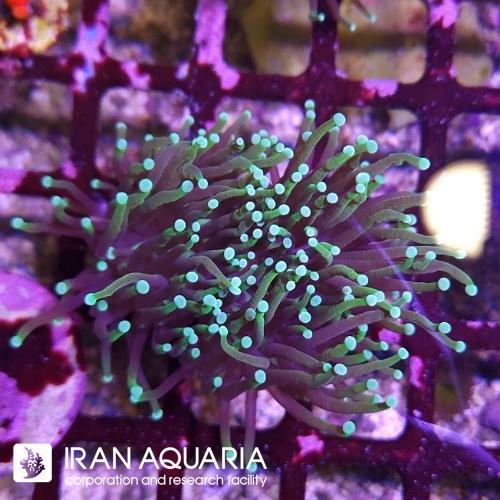 تورچ دراگون سول ( Torch Coral )