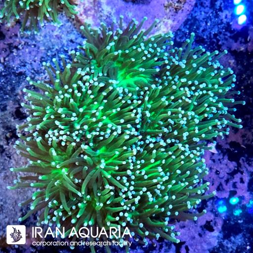 تورچ سبز ( Torch Coral ) 