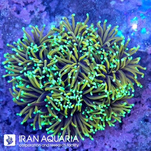 تورچ متالیک گلد ( Torch Coral )