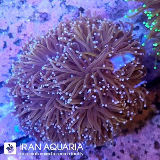 تورچ نیویورک نیکز ( Torch Coral )