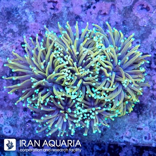 تورچ هل فایر ( Torch Coral )
