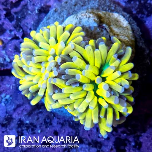 تورچ هولی گریل اصیل ( Torch Coral )