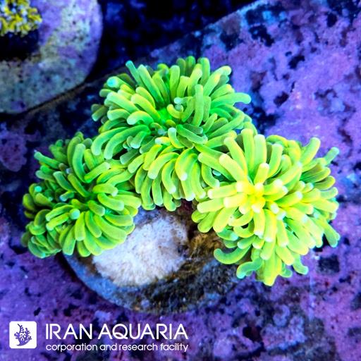 تورچ هولی گریل زرد (  Torch Coral )