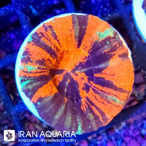 سوپرمن اسکولیمیا ( Scolymia coral)