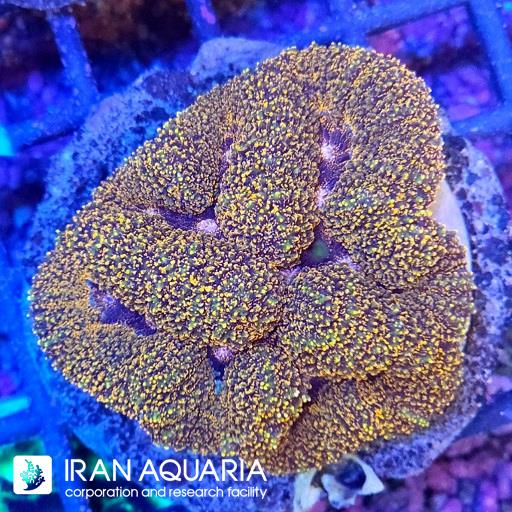 سیمفیلیا برین  استرالیایی ( Symphyllia Coral )