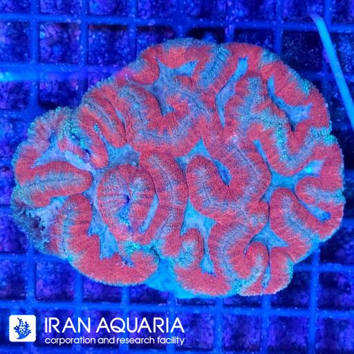 سیمفیلیا برین  استرالیایی ( Symphyllia Coral )