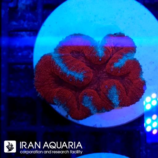 سیمفیلیا برین استرالیایی ( Symphyllia Coral )
