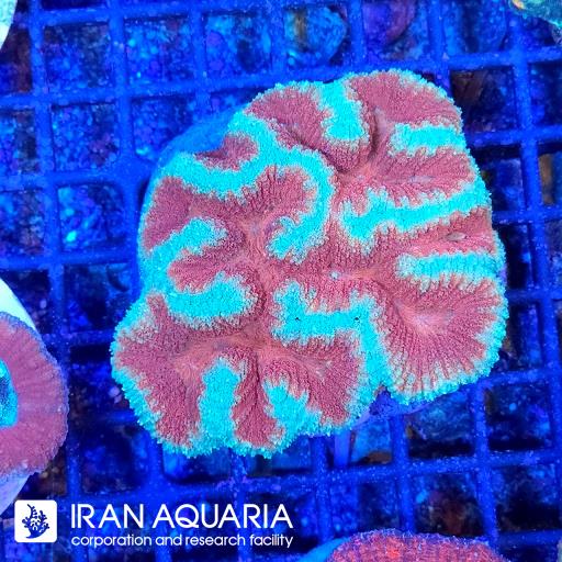 سیمفیلیا برین استرالیایی ( Symphyllia Coral )