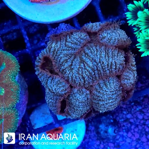 سیمفیلیا برین استرالیایی ( Symphyllia Coral )