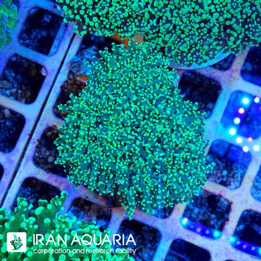 فراگ اسپان ( Frogspawn )