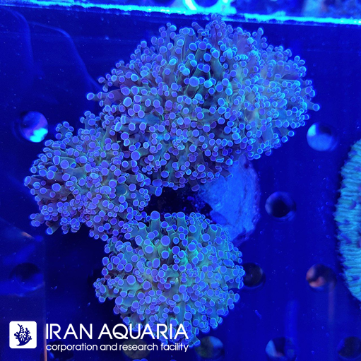  فراگ اسپان ( frogspawn ) 