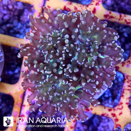  فراگ اسپان تکثیری ( Euphyllia divisa )