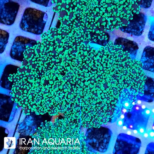 فرگ اسپان ( Frogspawn )