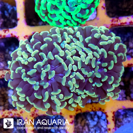 فرگ برنچینگ همر   ( Hammer Coral )