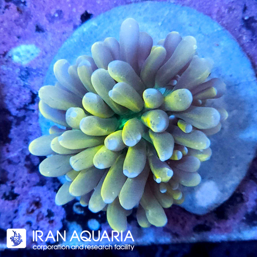  فرگ تورچ بنانا (  Torch Coral )