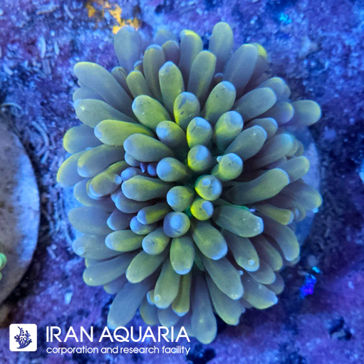 فرگ تورچ بنانا ( Torch coral )