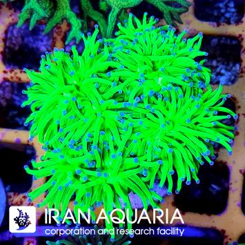 فرگ تورچ سبز فسفری نوک بنفش ( torch coral )