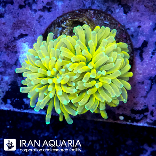 فرگ تورچ هولی گریل ( Torch coral )