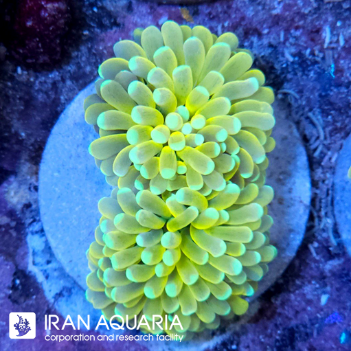 فرگ تورچ هولی گریل ( Torch coral )