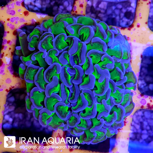  فرگ وال همر سبز بنفش ( Hammer Coral )