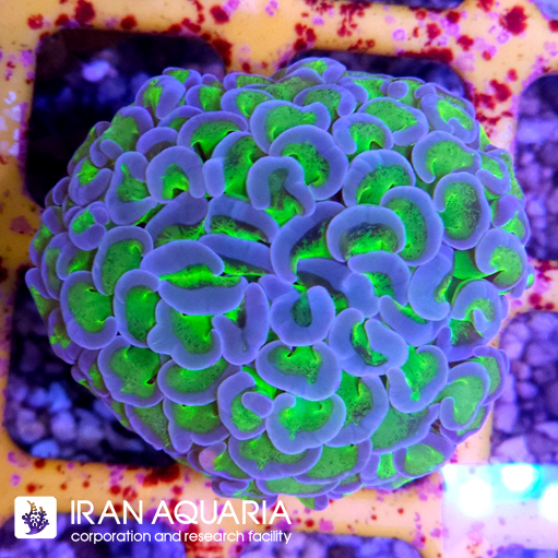  فرگ وال همر سبز بنفش ( Hammer Coral )