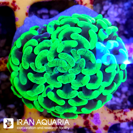  فرگ وال همر سبز فسفری ( Hammer Coral )