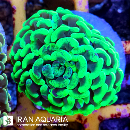 فرگ وال همر سبز فسفری ( Hammer Coral )