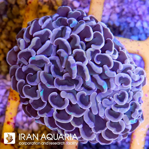  فرگ وال همر صورتی ( Hammer Coral )