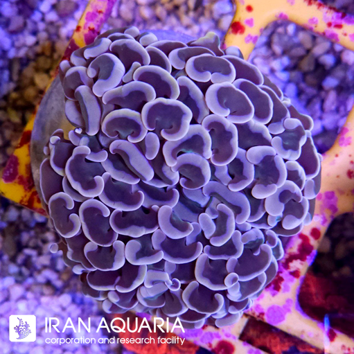  فرگ وال همر صورتی ( Hammer Coral )