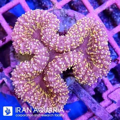 لوبو برین (Lobo Brain Coral)  
