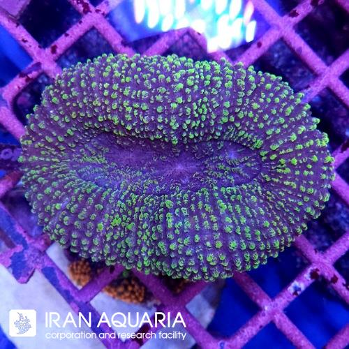 لوبو برین (Lobo Brain Coral)  