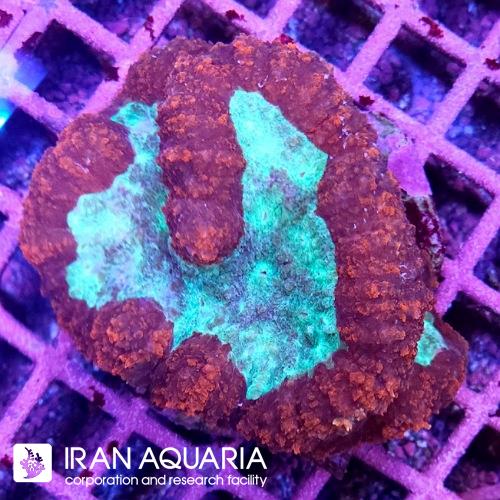 لوبو برین (Lobo Brain Coral)  