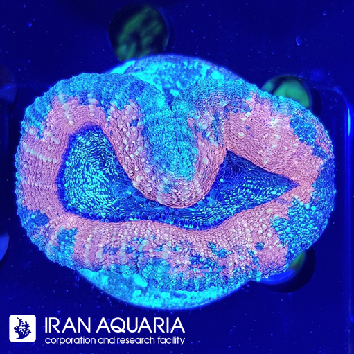 لوبو برین استرالیایی ( Lobo Brain )