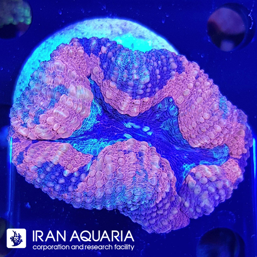 لوبو برین استرالیایی ( Lobo Brain )