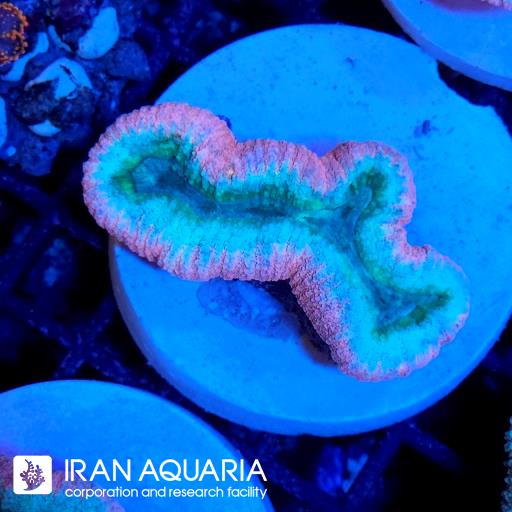لوبو برین استرالیایی ( Lobophiyllia Coral )