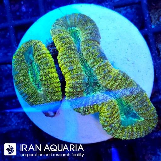 لوبو برین استرالیایی ( Lobophiyllia Coral )