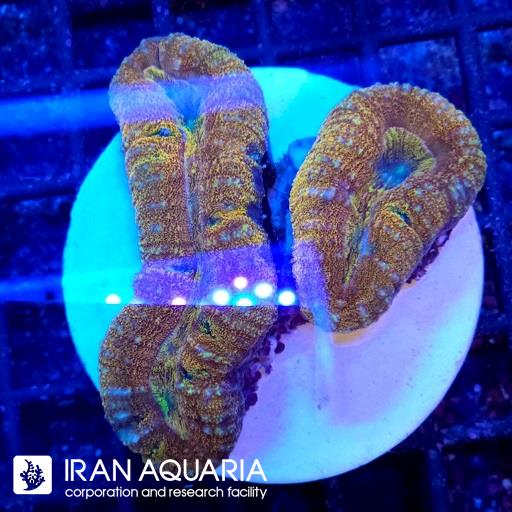 لوبو برین استرالیایی ( Lobophiyllia Coral )