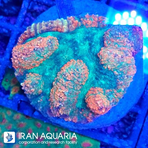 لوبو برین استرالیایی ( Lobophiyllia Coral )