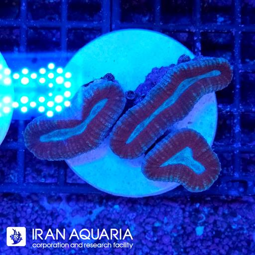لوبو برین استرالیایی ( Lobophiyllia Coral )