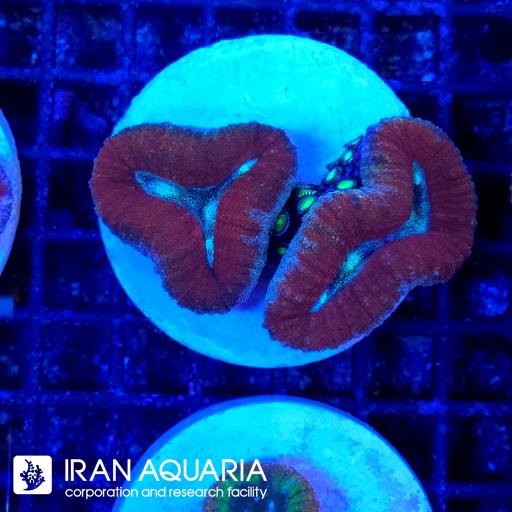 لوبو برین استرالیایی ( Lobophiyllia Coral ) 