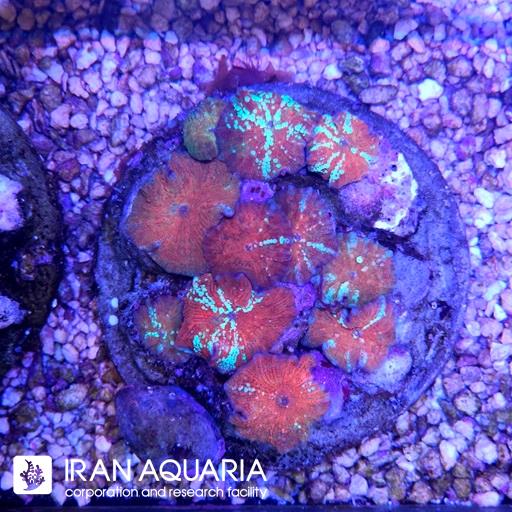 ماشروم دیسکوسوما قرمز حباب آبی ( Discosoma )