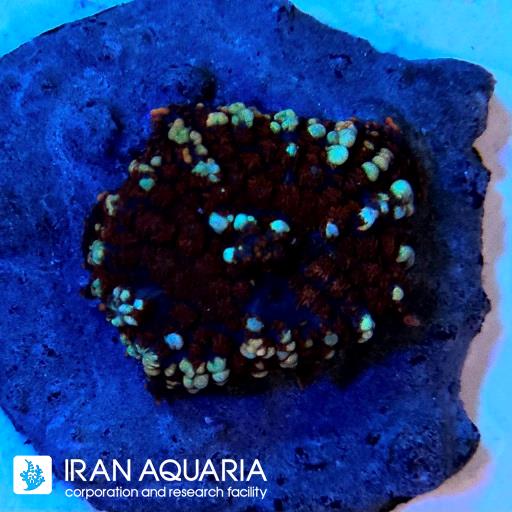 ماشروم رداکتیس بونس ( Rodactis mashroom )