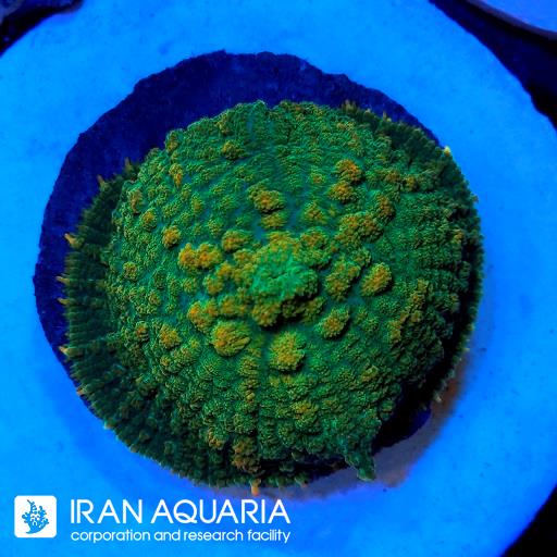 ماشروم رداکتیس رینبو ( Rodactis mashroom )