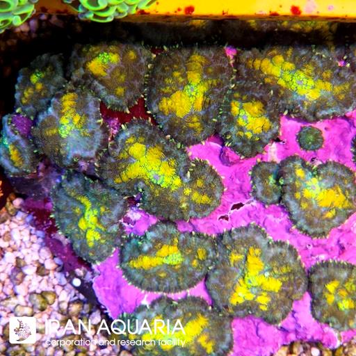 ماشروم روداکتیس دهن زرد ( yellow Rhodacti  )