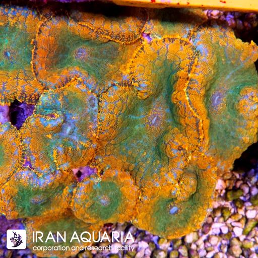 ماشروم روداکتیس نارنجی دهن سبز ( Green Rhodactis )