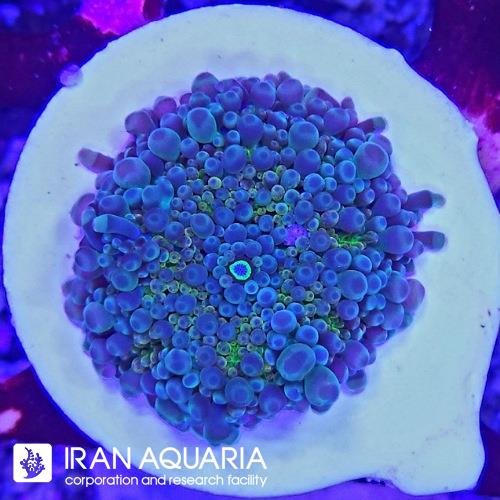ماشروم رکوردیا یوما (Yoma mashroom)