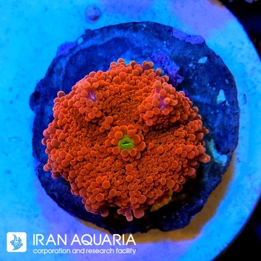 ماشروم ریکوردیا یوما نارنجی ( Yoma ricordia mashroom )