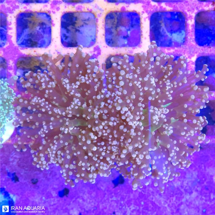 برنچینگ فراگ اسپان (Frogspawn Coral) 