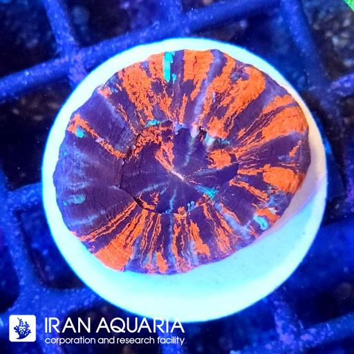 وارپینت اسکولیمیا ( Scolymia coral )